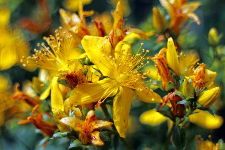 trezalka (Kopírovat) trezalka