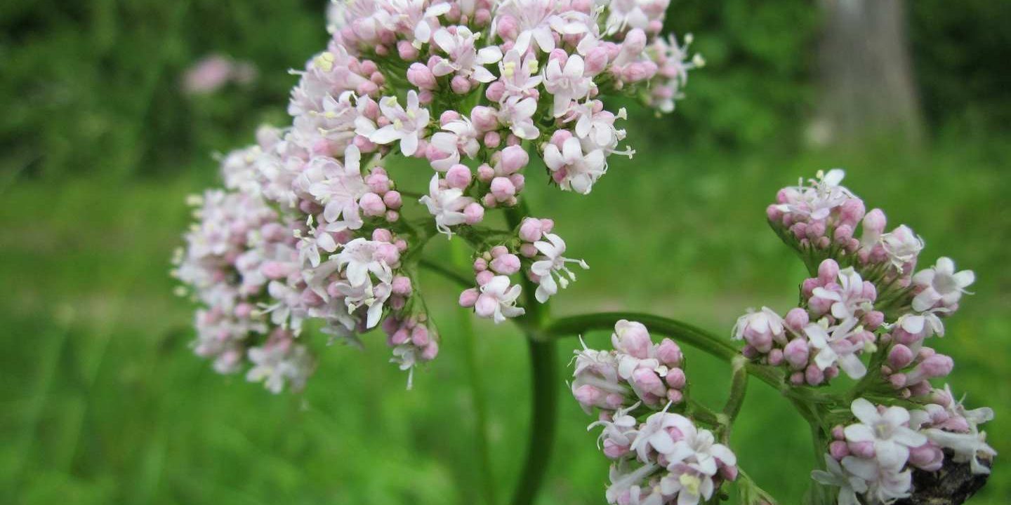 Kozlík (Kopírovat) Kozlík