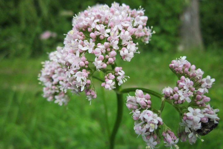 Kozlík (Kopírovat) Kozlík