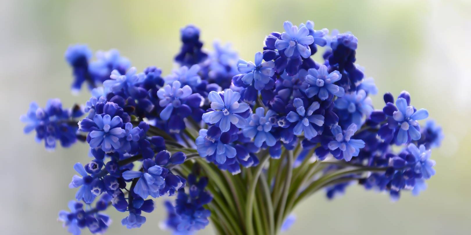 levandule 2 levandule 2