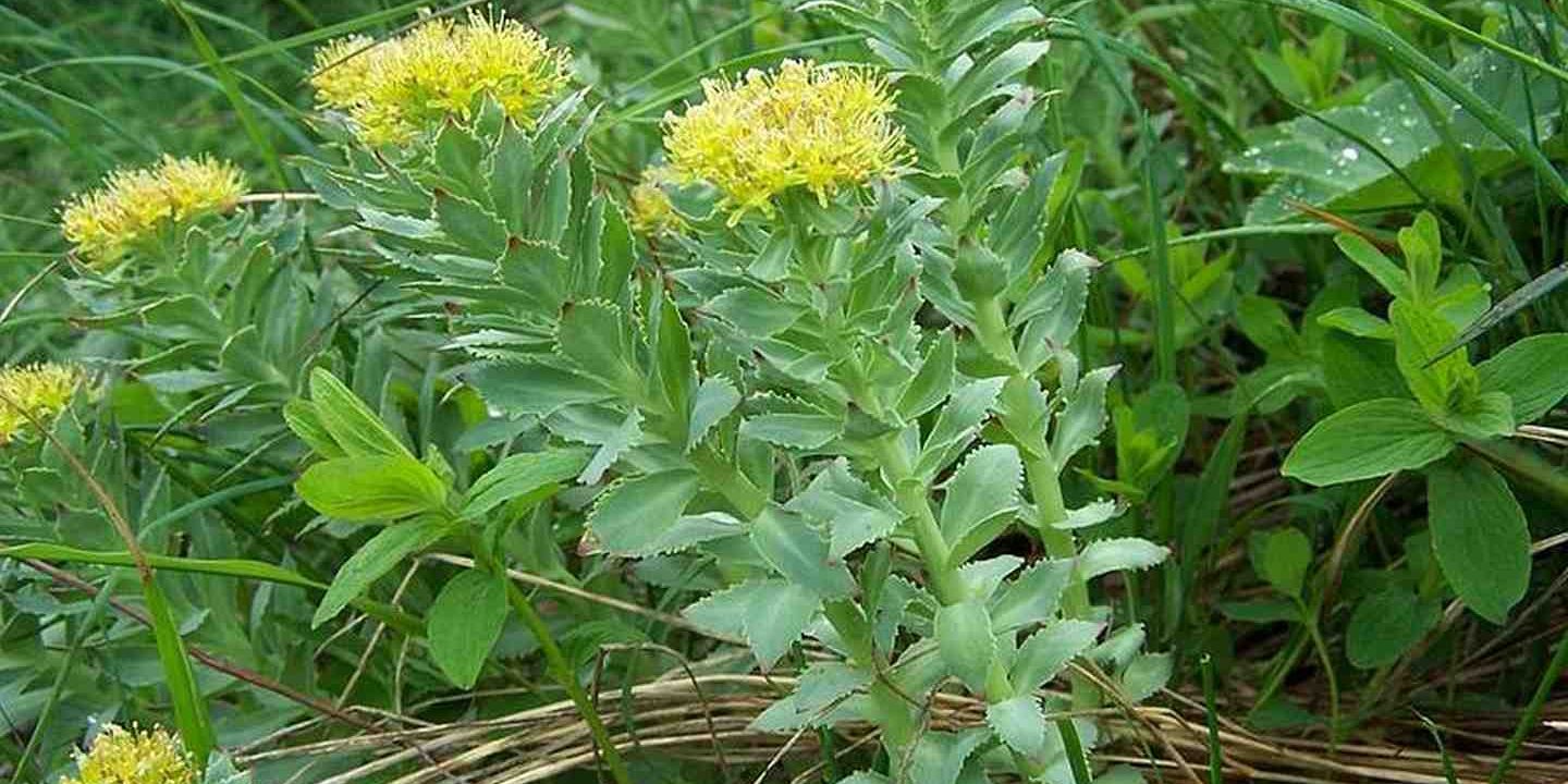 rozchodnice ružová 1 (Kopí6rovať) rozchodnice ružová