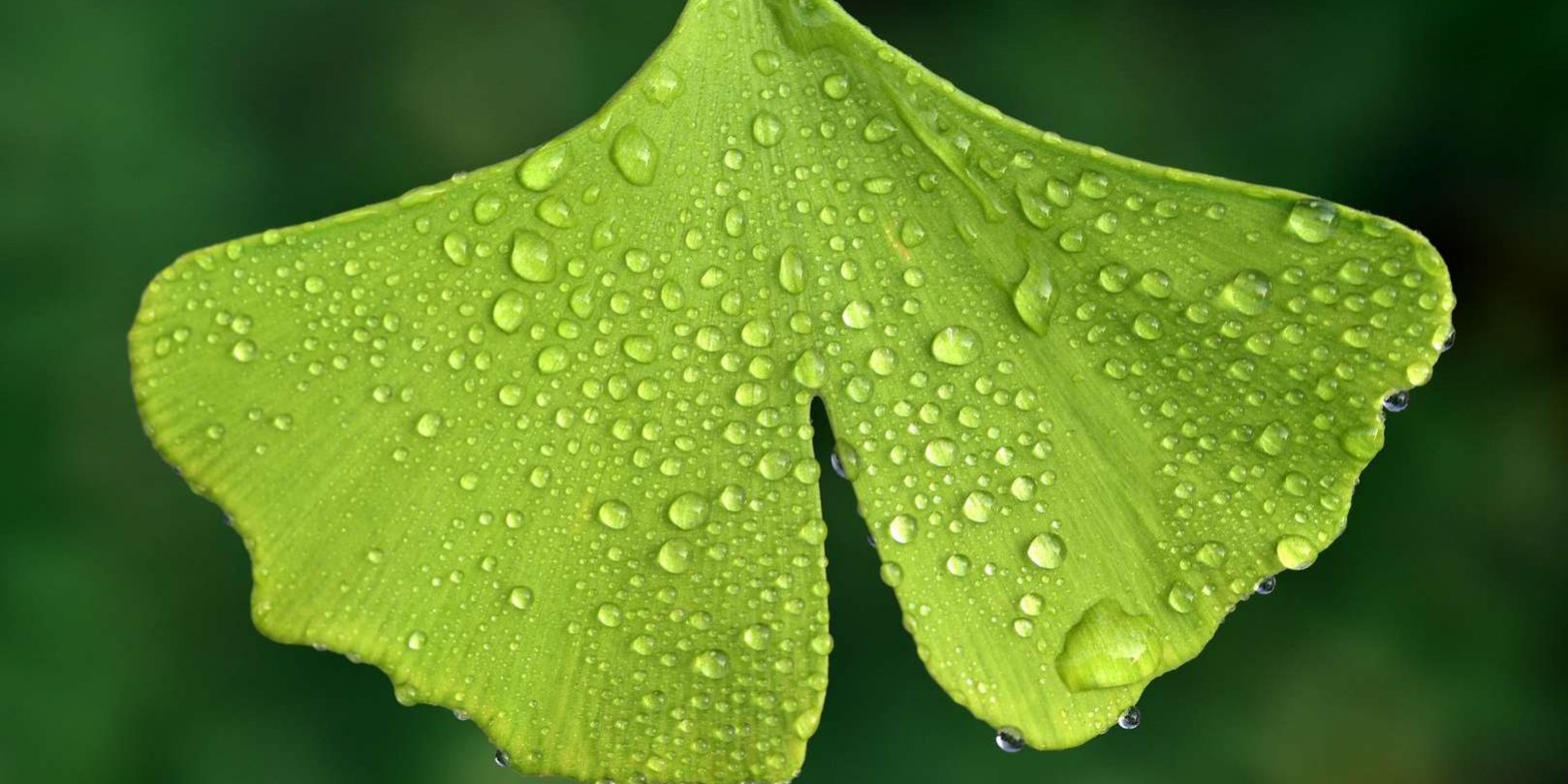 ginko biloba ginko biloba strom