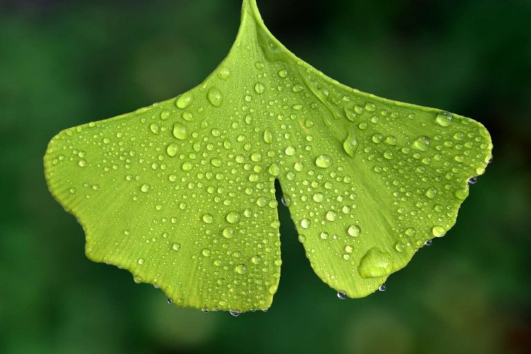 ginko biloba ginko biloba strom